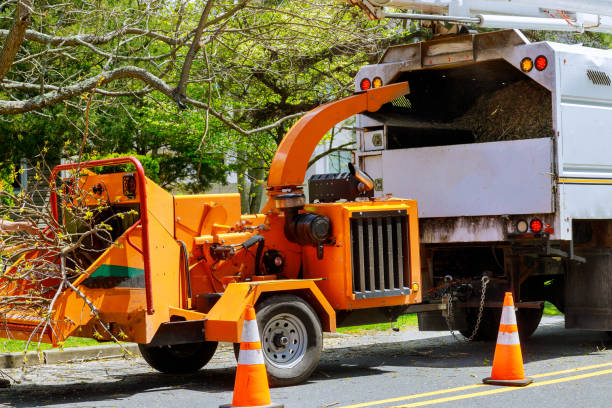 Best Storm Damage Tree Cleanup  in Kailua, HI